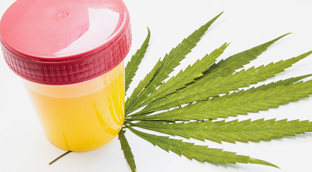 How to Pass a Marijuana Drug Test Compassionate Certification Centers